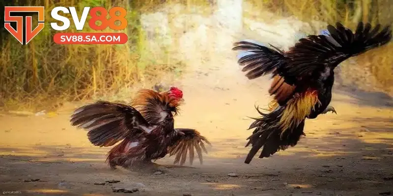 Bạn sẽ nhận được nhiều lợi ích khi áp dụng màu mạng đá gà