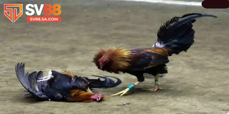 Chiến kê ngừng giao đấu trong vòng 10 phút sẽ kết thúc trận đấu