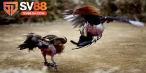 Đá gà chọi SV88: Ưu điểm, các kèo phổ biến và mẹo hay