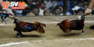 Đá gà cựa sắt SV88: Những trận chiến sinh tử đầy kịch tính