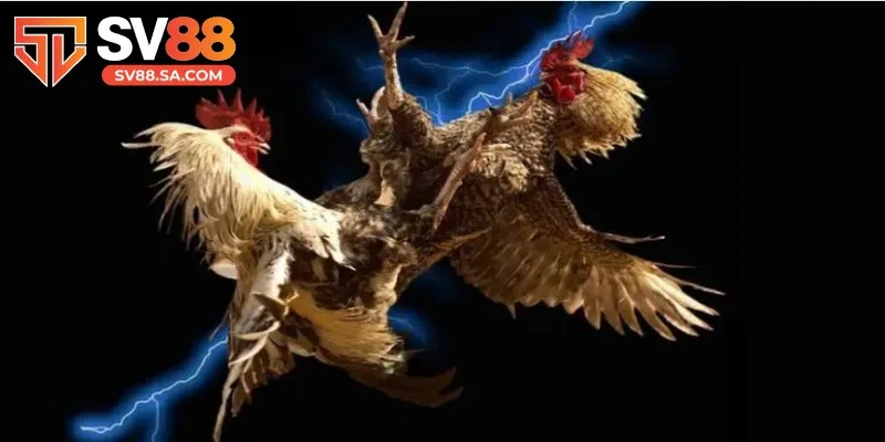 Đá gà cựa sắt biến trận đấu thành một màn đối đầu vô cùng kịch tính