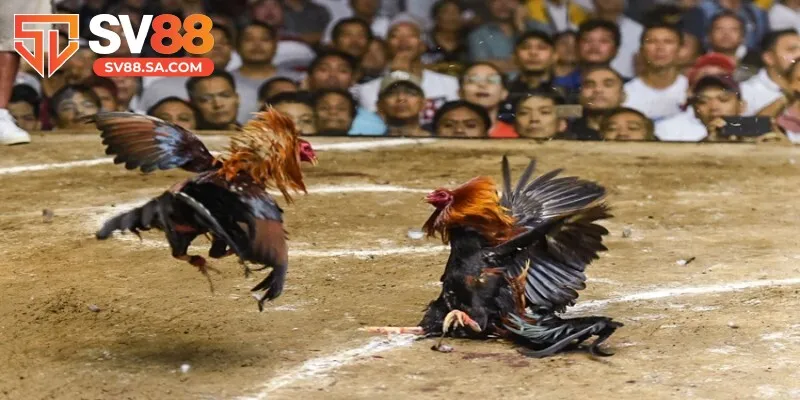 Đá gà cựa sắt mang lại trải nghiệm mới lạ