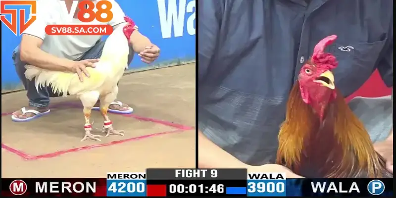 Đá gà chọi tại SV88 livestream chân thực, sắc nét
