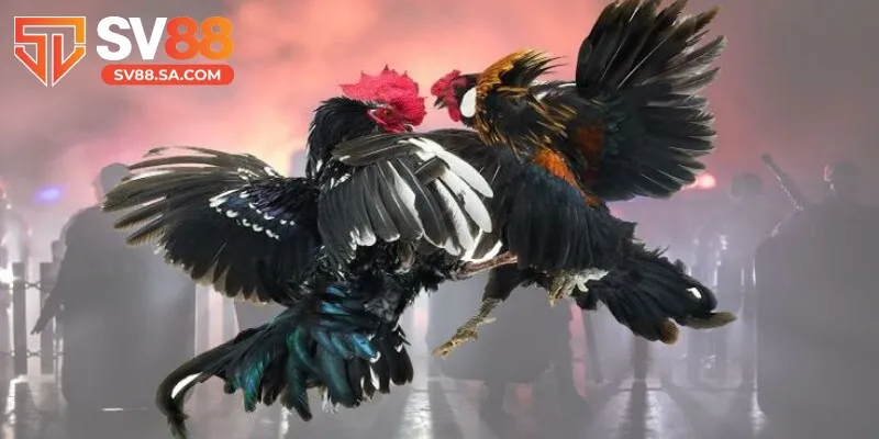 Đá gà tre diễn ra với tốc độ cao mang lại nhiều bất ngờ