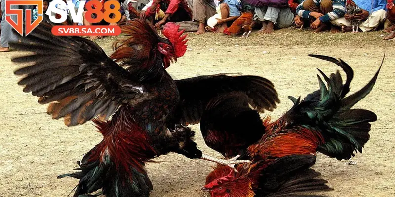 Giao dịch cá cược chọi gà tại nhà cái nhanh gọn, an toàn