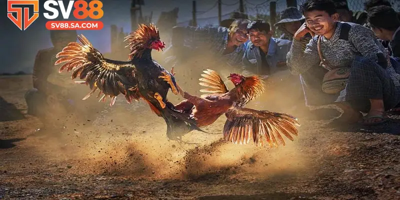 Nghiên cứu kỹ chiến kê và lịch sử đối đầu trước khi bạn đặt cược 