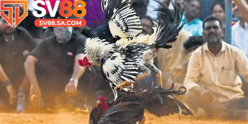 Nhiều kèo cược chọi gà thú vị để người chơi đặt cược 