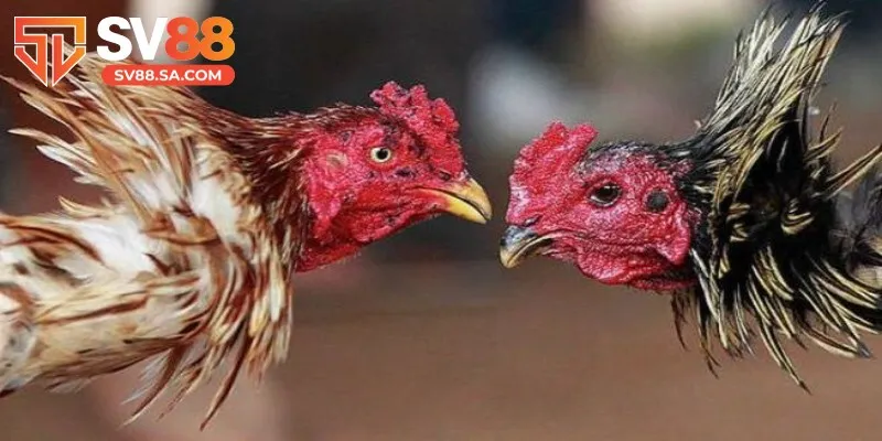 Sảnh AOG mang lại không gian cá cược thoải mái và tiện lợi