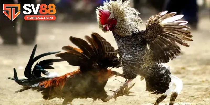 Sảnh đá gà SV88: Điểm đến của những trận đấu đỉnh cao