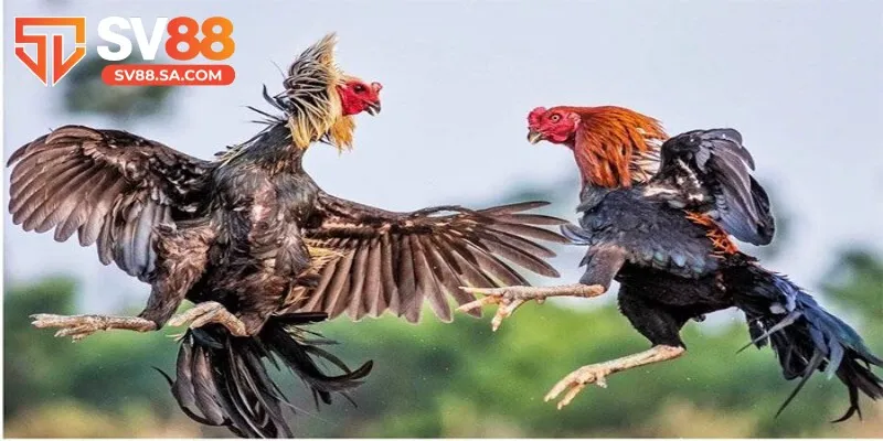 Sảnh WS168 thường xuyên tổ chức nhiều giải đấu hấp dẫn